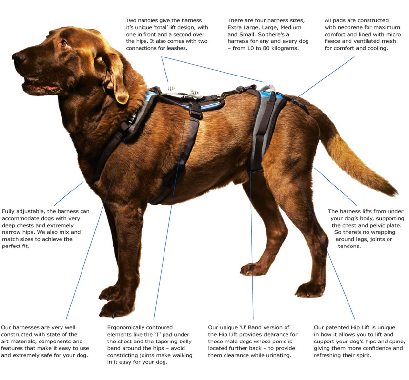 dog harness that goes around back legs